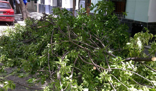 Poda de arboles en Flores