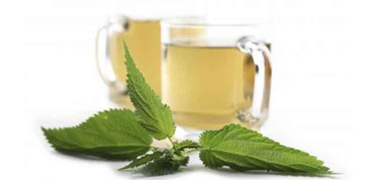 Hierbas medicinales para la gripe Hierbas medicinales para la gripe
