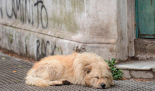 Prohíben el sacrificio de perros y gatos para control poblacional