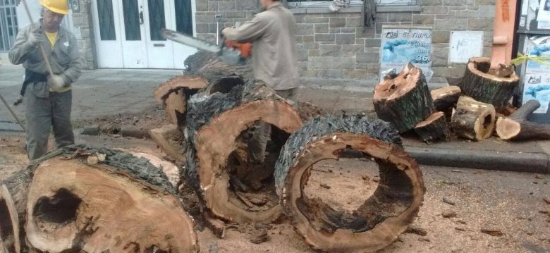 Extraccion de arbol por peligro de caida Extraccion de arbol por peligro de caida