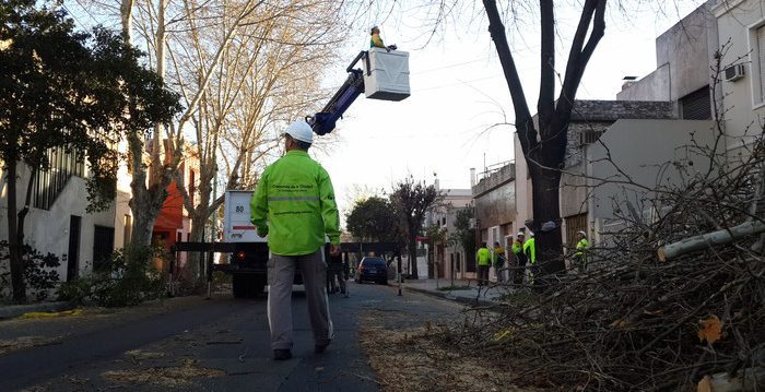 Comenzo la poda invernal en la ciudad Comenzo la poda invernal en la ciudad
