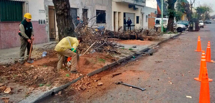 Mantenimiento del arbolado de la comuna