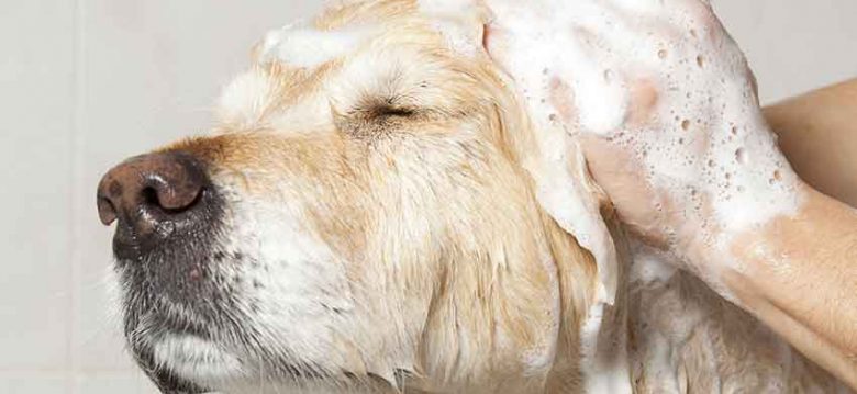 El servicio de peluquería para animales sera regulado El servicio de peluquería para animales sera regulado