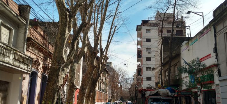 Trabajos de Poda invernal en el barrio de Flores