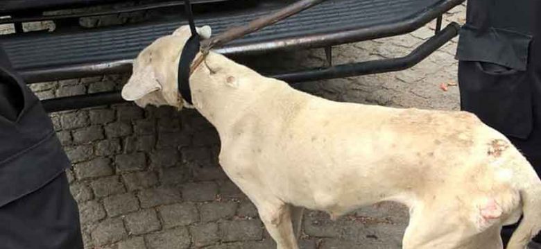 Rescataron a un perro e imputaron a la dueña por crueldad animal Rescataron a un perro e imputaron a la dueña por crueldad animal