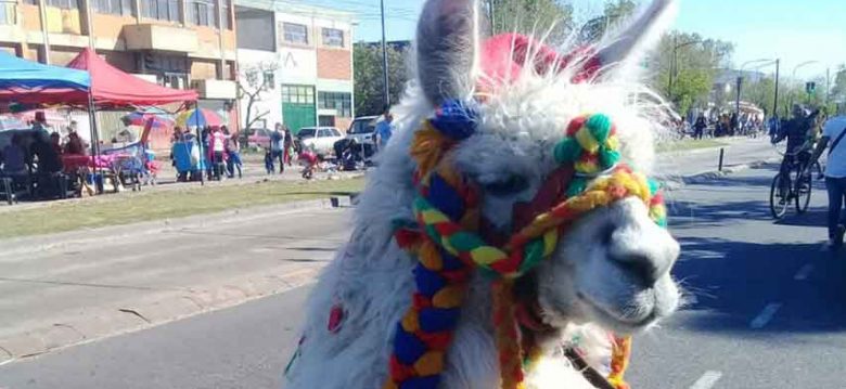 Una llama en la Feria de la Virgen de Copacabana en el Bajo Flores