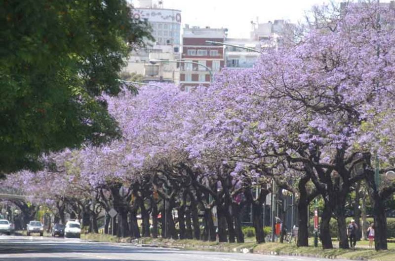 El Jacarandá florece en la primavera de Buenos Aires