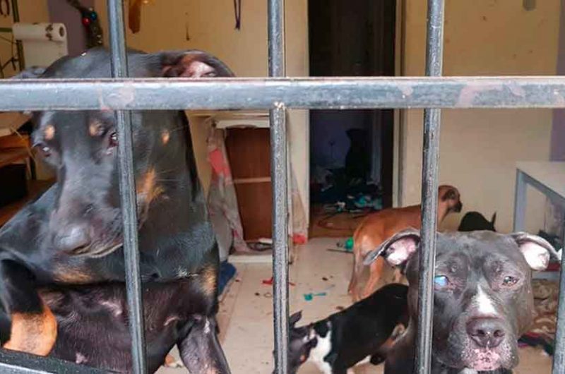 Rescatan canes en situación de abandono en Constitución