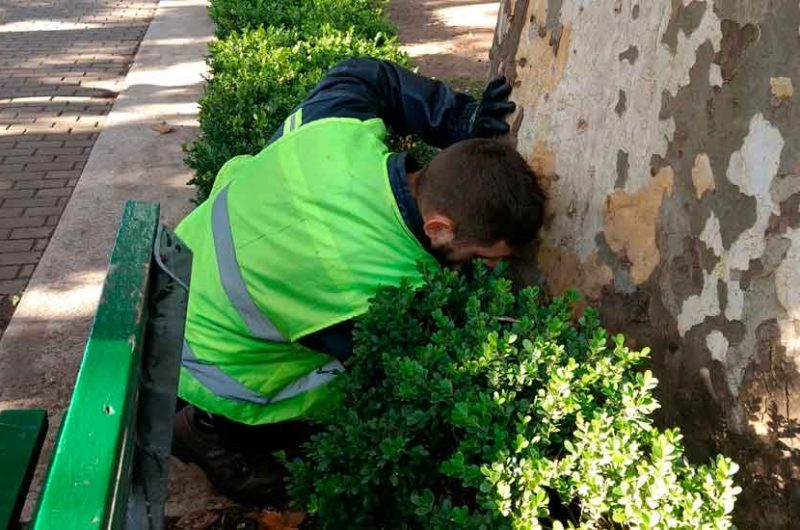 Operativo de control de plagas en Plaza Flores