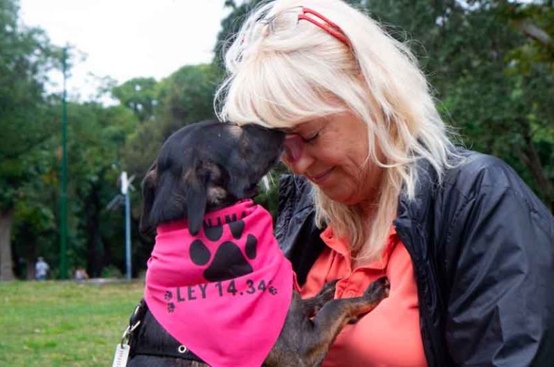 La Ciudad dio en adopción a más de mil perros y gatos rescatados