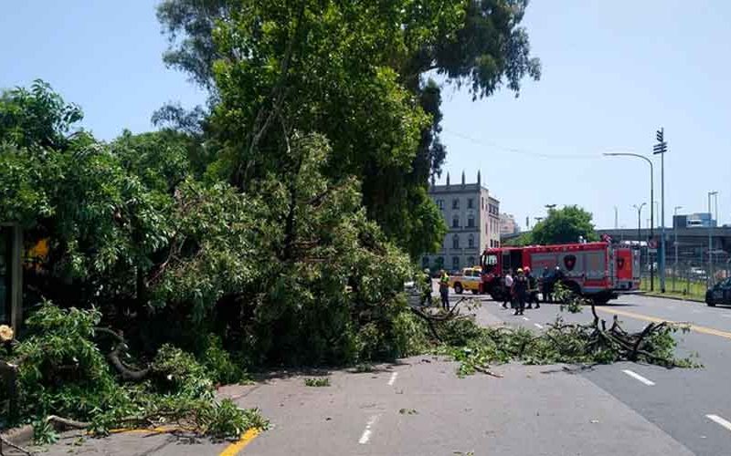 Murió la mujer a la que le cayó un árbol encima en Constitución Murió la mujer a la que le cayó un árbol encima en Constitución
