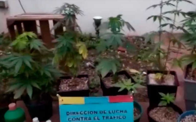 Realizaba «take away» de marihuana en cuarentena