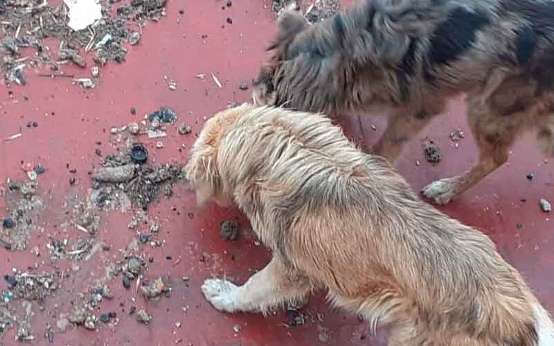 La Policía rescató a cuatro perros por maltrato animal