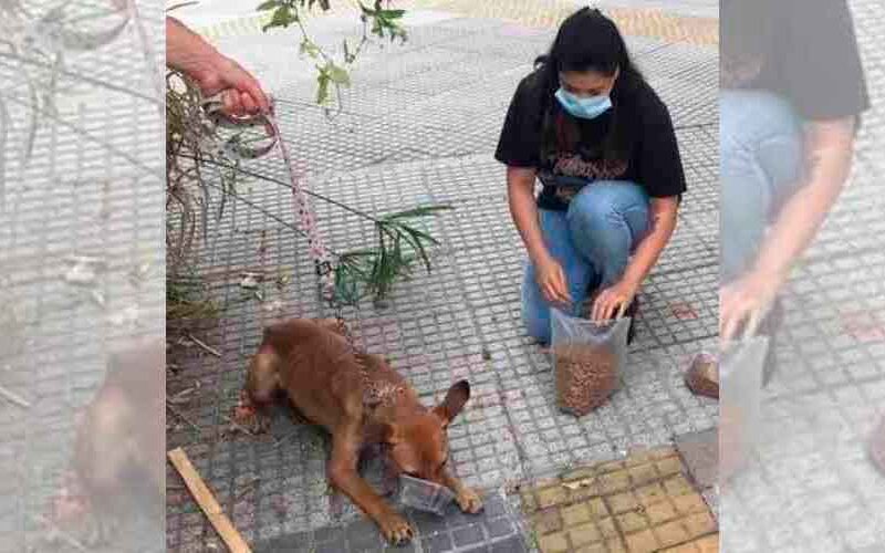 Rescataron a 16 perros de una casa del barrio de Flores Rescataron a 16 perros de una casa del barrio de Flores