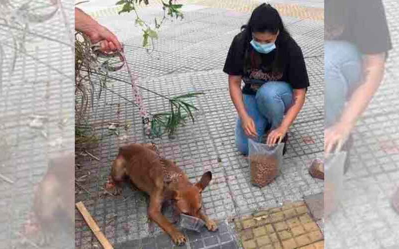 Rescataron a 16 perros de una casa del barrio de Flores