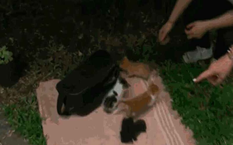 Bomberos rescatan a gatitos de desagüe en casa de Parque Chacabuco