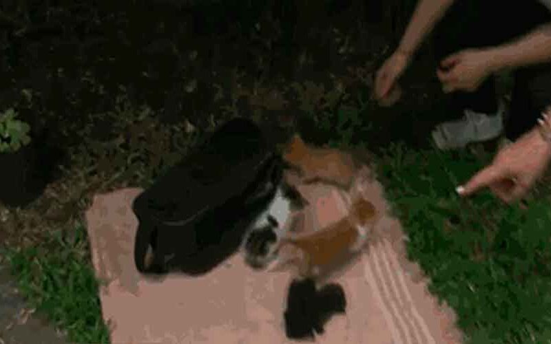 Bomberos rescatan a gatitos de desagüe en casa de Parque Chacabuco Bomberos rescatan a gatitos de desagüe en casa de Parque Chacabuco