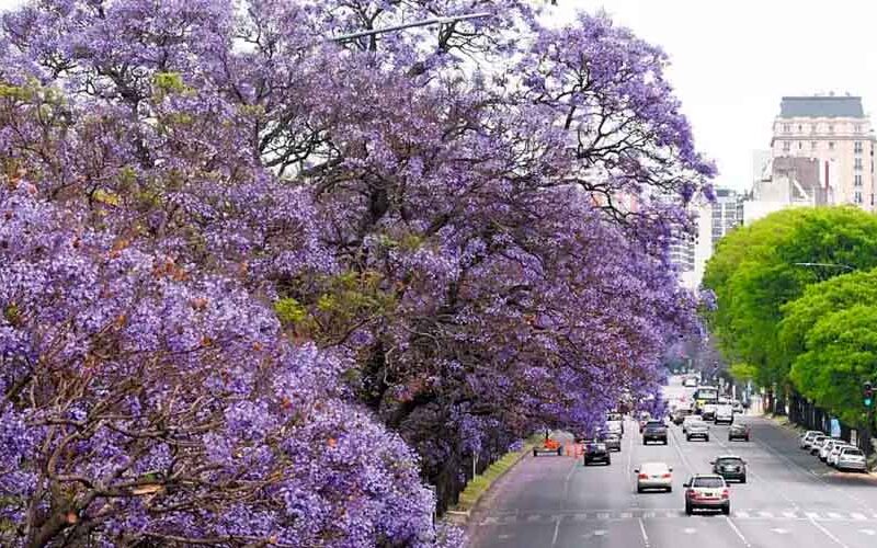 Floración de los jacarandás: La Ciudad se tiñe de un lila