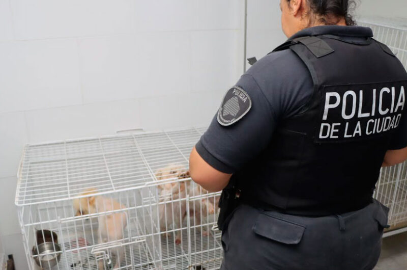 Belgrano: rescatan a 17 perros de un criadero ilegal 