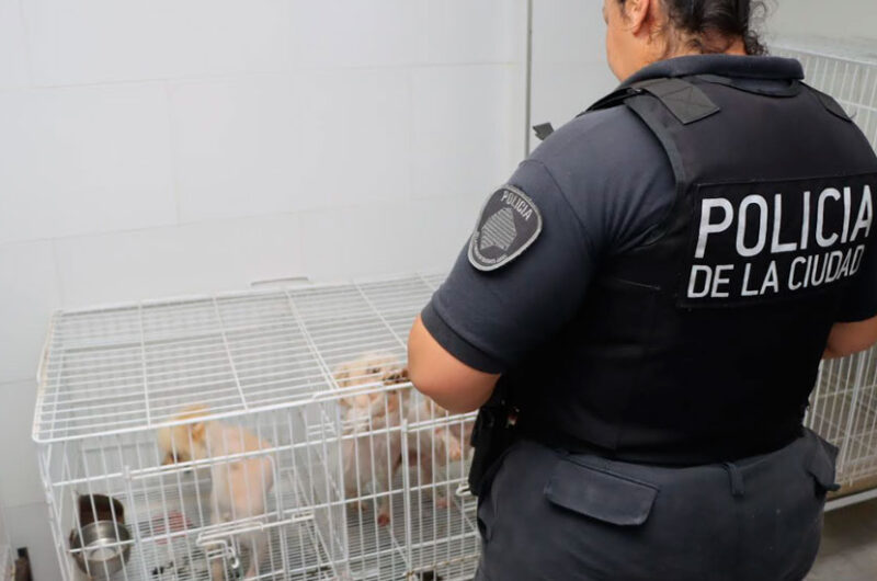 Belgrano: rescatan a 17 perros de un criadero ilegal Belgrano: rescatan a 17 perros de un criadero ilegal
