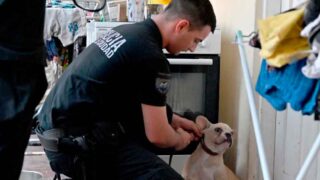 Rescatan 15 perros de un criadero ilegal en Monserrat