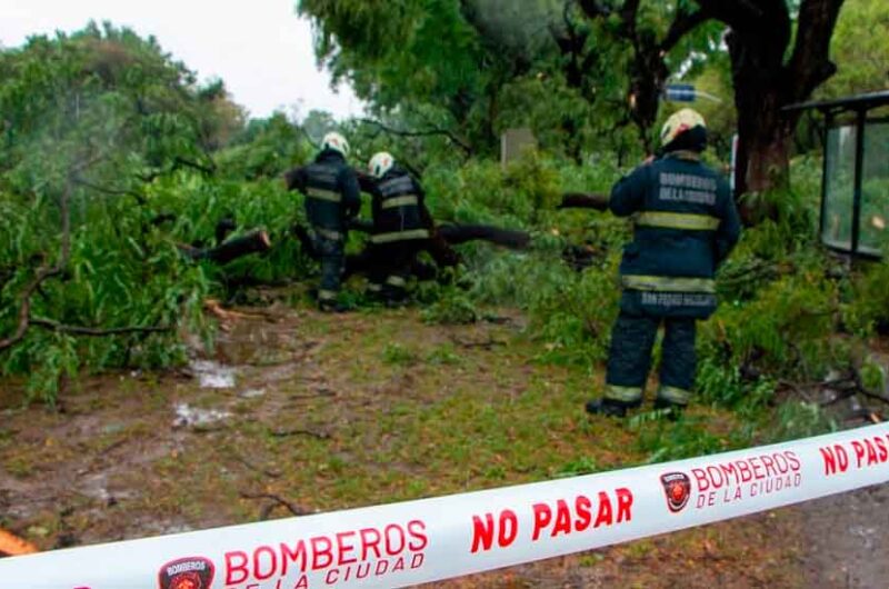 Continúa el operativo para la remoción de árboles caídos