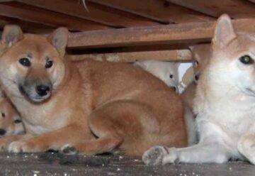 18 perros rescatados y 2 criaderos ilegales clausurados