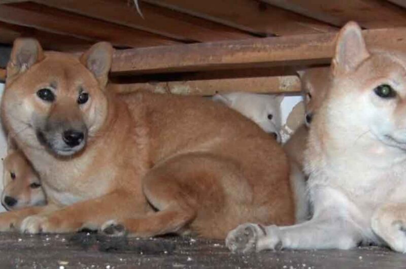 18 perros rescatados y 2 criaderos ilegales clausurados