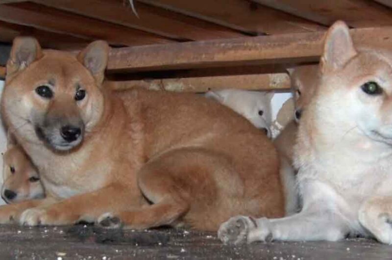 18 perros rescatados y 2 criaderos ilegales clausurados 18 perros rescatados y 2 criaderos ilegales clausurados