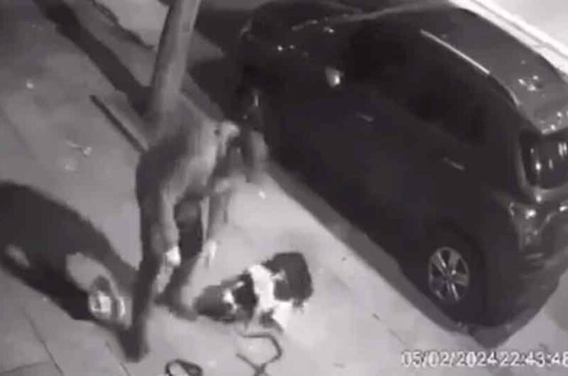Maltrato: Detuvieron a un maltratador de perro en Flores Maltrato: Detuvieron a un maltratador de perro en Flores
