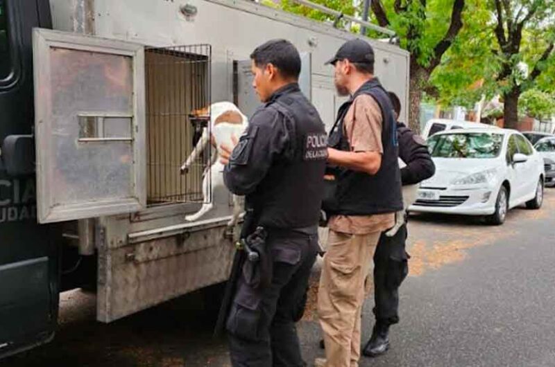 Maltrato y crueldad Animal: Rescataron 42 gatos y 8 perros Maltrato y crueldad Animal: Rescataron 42 gatos y 8 perros