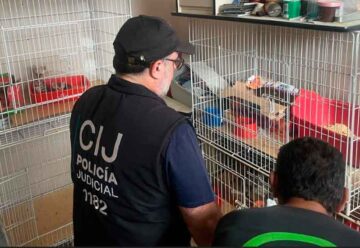Rescataron 18 gatos y 15 perros en dos allanamientos