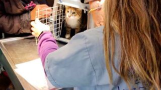 Castración y vacunación antirrábica gratuita