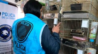 La Policía rescató 87 erizos africanos que eran comercializados