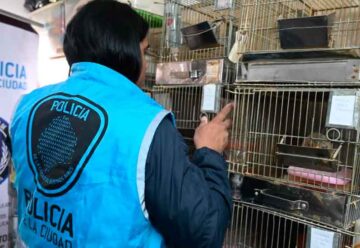La Policía rescató 87 erizos africanos que eran comercializados