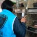La Policía rescató 87 erizos africanos que eran comercializados