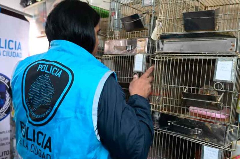 La Policía rescató 87 erizos africanos que eran comercializados La Policía rescató 87 erizos africanos que eran comercializados