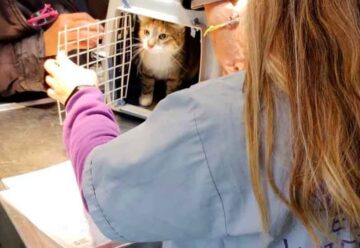 Castración y vacunación antirrábica gratuita