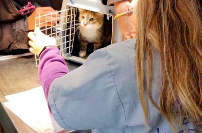 Castración y vacunación antirrábica gratuita Castración y vacunación antirrábica gratuita