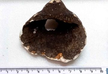 Convocatoria abierta para la XII Semana de Arqueología y Paleontología