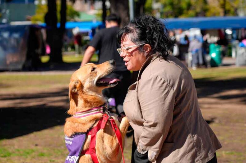 Nuevo formato para las jornadas de adopción de mascotas Nuevo formato para las jornadas de adopción de mascotas